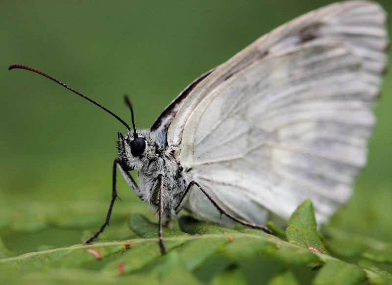 identificare la farfalla